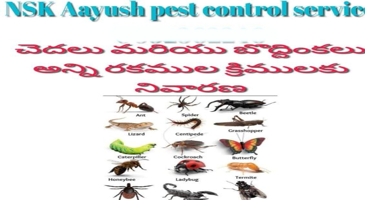 NSK Aayush Pest Control Services in Amberpet