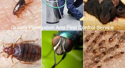 Quality Fumigation And Pest Control Services in Commercial road