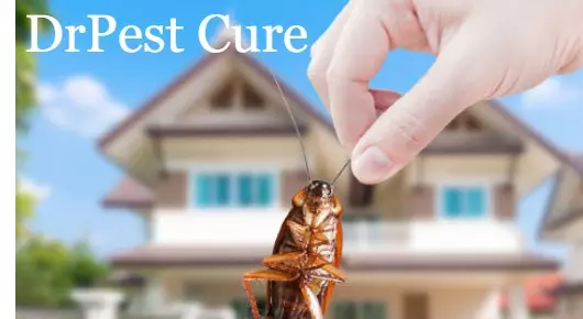 Dr Pest Cure in Magunta Layout