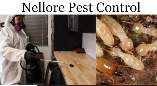 Nellore Pest Control in GPR Complex