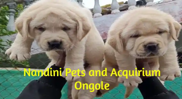 Nandhini pets and Acquirium in Venkateswara Nagar