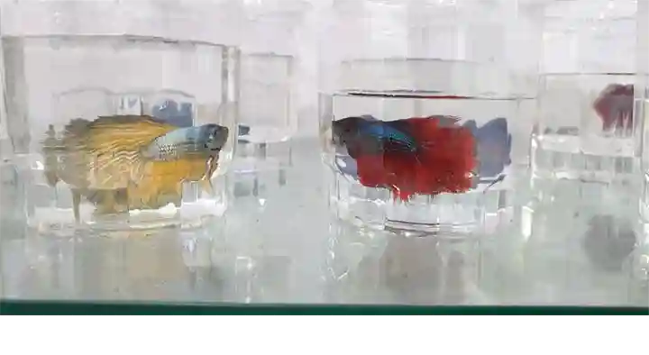 Aadvitha Petshop in Godavarikhani