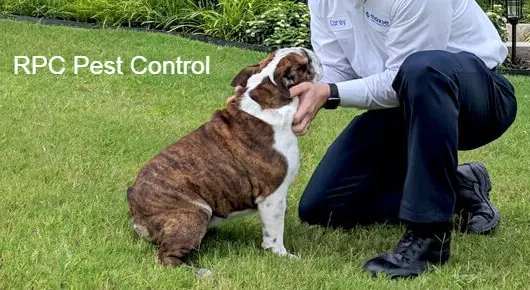 RPC Pest Control in Bhoiguda