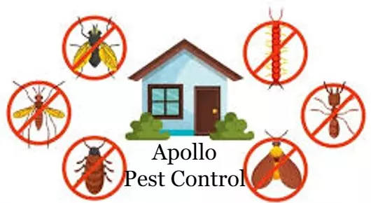 Apollo Pest Control in Vidya Nagar Colony