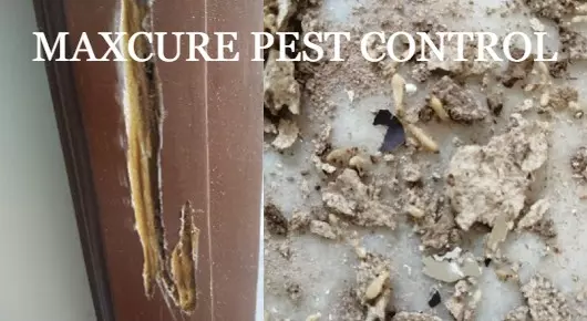 MAXCURE PEST CONTROL in Sathyanarayanapuram