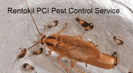 Rentokil PCI Pest Control Service in Padmavathi Nagar