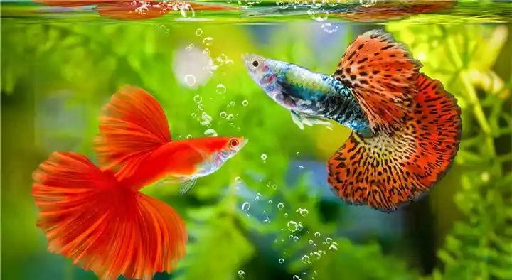 Swagath Aquariums in Moghalrajpuram