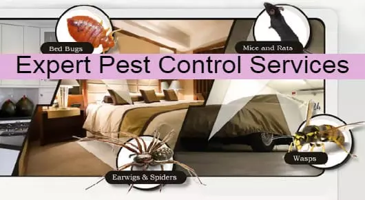 Expert Pest Control Services in Machavaram