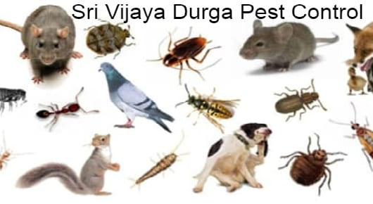 Sri Vijaya Durga Pest Control in MG Road