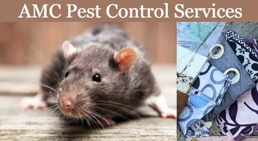 AMC Pest Control Services in Akkayyapalem