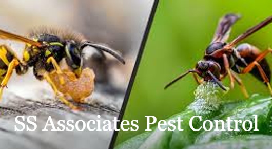 SS Associates Pest Control in Shanti Nagar NSTL