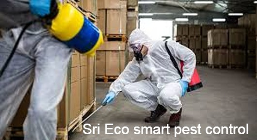 Sri Eco smart pest control in Seethammapeta