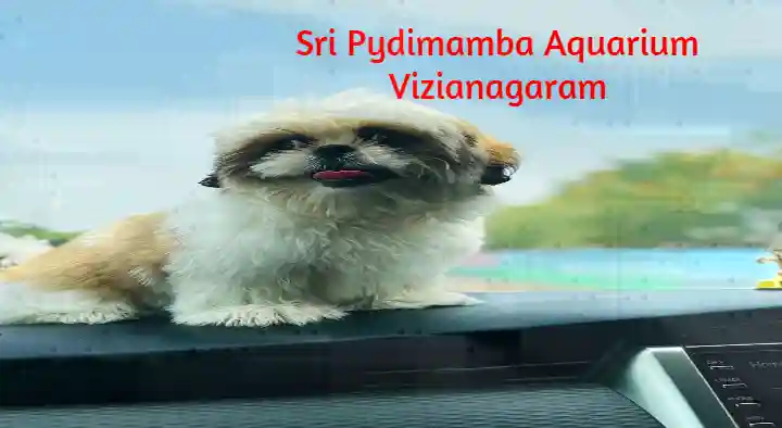Sri Pydimamba Aquarium in Sivalayam Veedhi