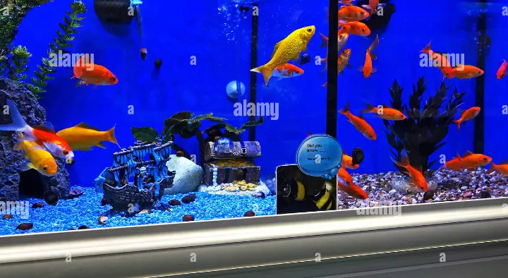 Rajasthan Fish Plaza Pet Store in Hanamkonda